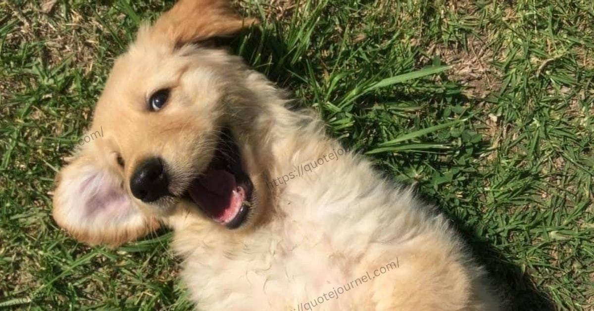 Cute Birthday Wishes for Your Dog