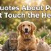Quotes about pets